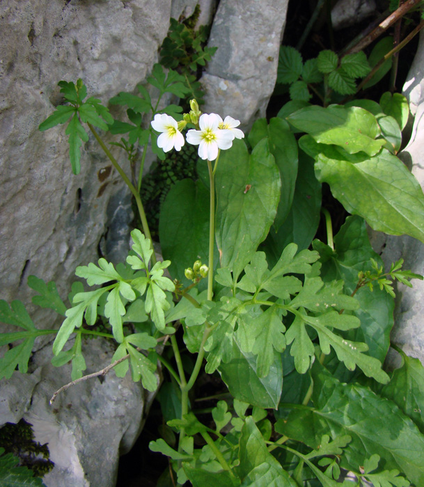 Cardamine monteluccii